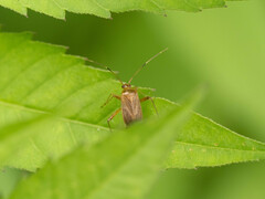 Adelphocoris nigritylus