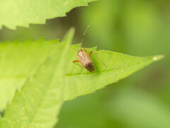 Adelphocoris nigritylus