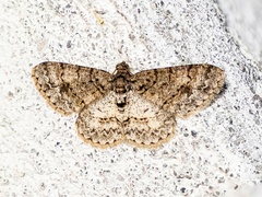 Aethalura leucozona
