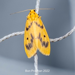 Miltochrista undulata