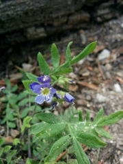 Polemonium californicum
