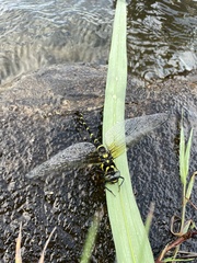 Anotogaster sieboldii sieboldii