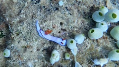 Hypselodoris brycei