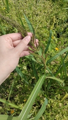 Echinochloa crus-galli
