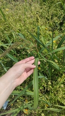 Echinochloa crus-galli