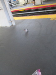 Columba livia domestica