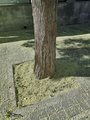 Styphnolobium japonicum