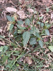 Malvastrum coromandelianum