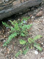 Polemonium californicum