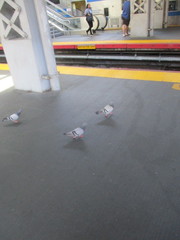 Columba livia domestica