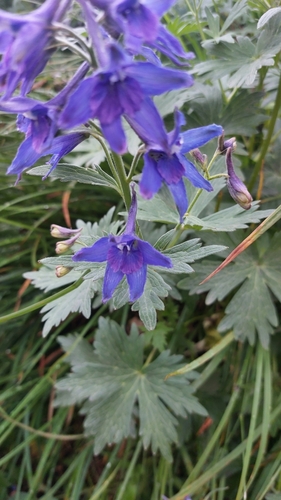 Image of Delphinium brachycentrum by (c) Lena Perova, some rights reserved (CC BY)