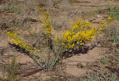 Acacia ulicina