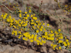 Acacia ulicina
