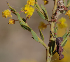Acacia ulicina