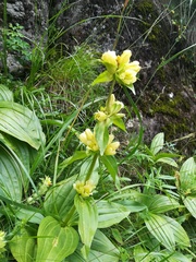 Gentiana burseri