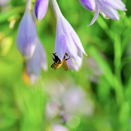 Northern Amber Bumble Bee photo 6