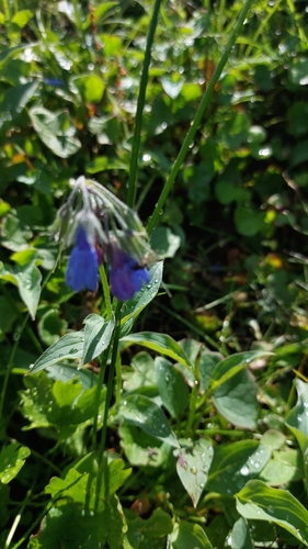 Image of Mertensia kamczatica by (c) Lena Perova, some rights reserved (CC BY)