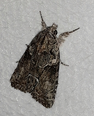 Bryophila raptricula