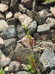Epilobium pseudorubescens