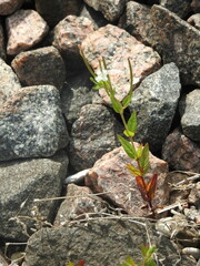 Epilobium pseudorubescens