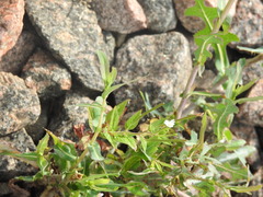 Epilobium pseudorubescens
