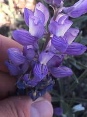 Lupinus obtusilobus