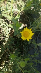 Grindelia