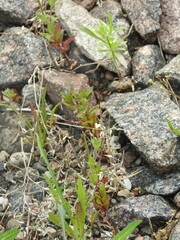 Epilobium pseudorubescens
