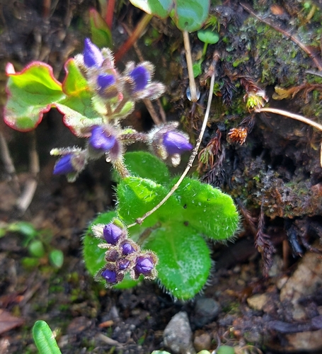 Image of Veronica grandiflora by (c) Lena Perova, some rights reserved (CC BY)