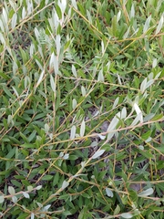 Salix repens repens