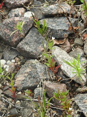 Epilobium pseudorubescens
