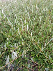 Salix repens repens