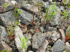 Epilobium pseudorubescens