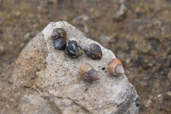 Littoraria sinensis