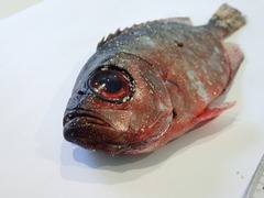 Heteropriacanthus carolinus