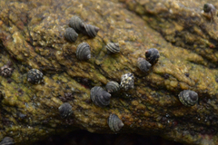 Littorina brevicula