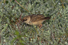 Cisticola brunnescens