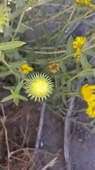 Grindelia