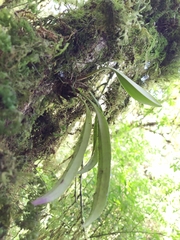 Bulbophyllum insulsoides