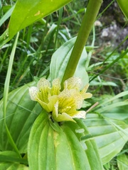 Gentiana burseri