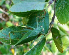 Platylyra californica