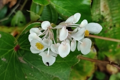 Begonia bracteosa
