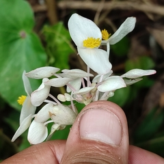 Begonia bracteosa