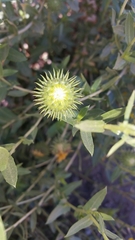 Grindelia