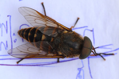 Tabanus sudeticus