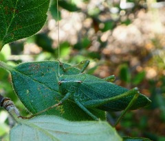 Platylyra californica