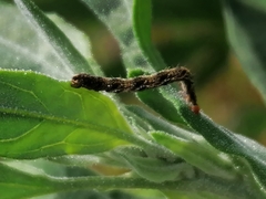 Apterogenum ypsillon