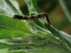 Apterogenum ypsillon