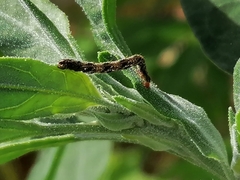 Apterogenum ypsillon