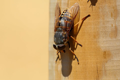 Tabanus sudeticus